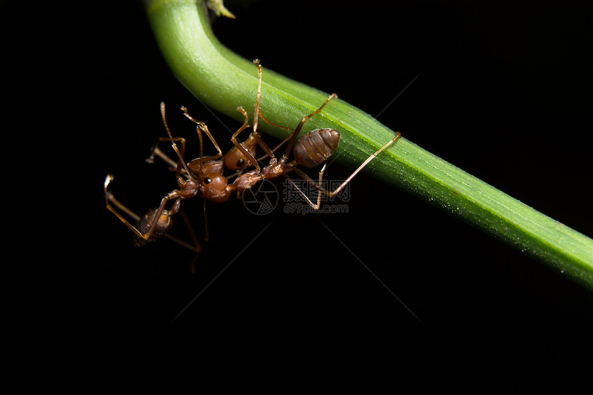 植物上的宏红蚁图片