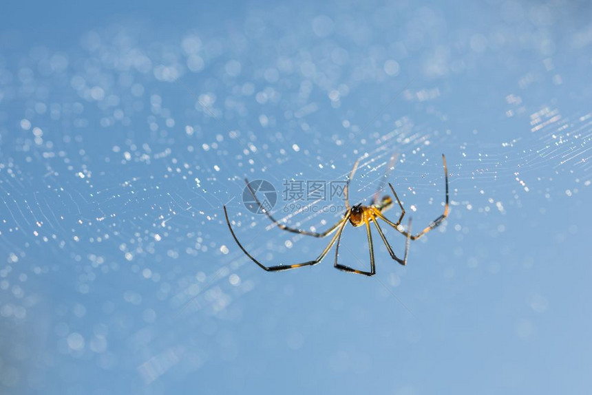 蜘蛛网上的大型图片