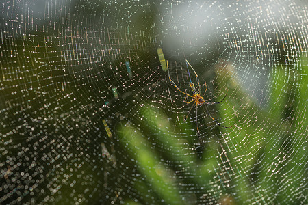 在蜘蛛网上捕一只特端蜘蛛图片