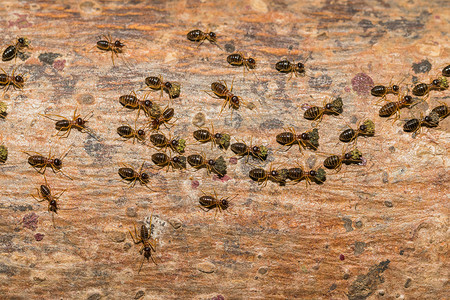 蚂蚁线蚂蚁正在把食物运回巢穴背景