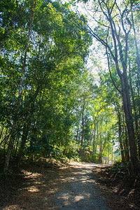 KhaoYai公园的森林图片