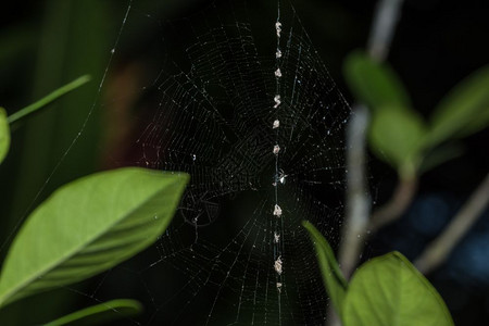 蜘蛛网自然的高清图片素材