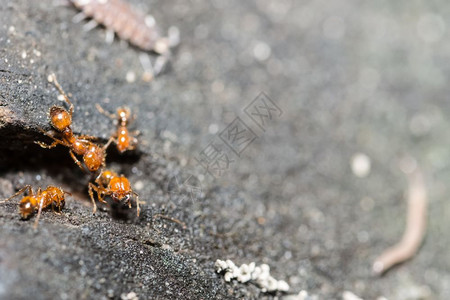 行走蚂蚁在木地板上行走背景