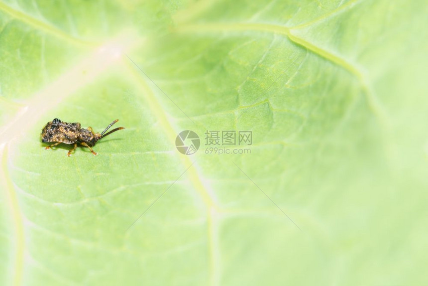 Beetles的剪贴照片图片