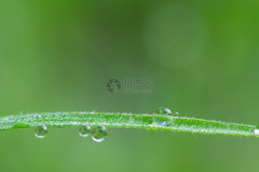 爱的概念世界绿色环境水滴在树叶上模糊波基的背景图片