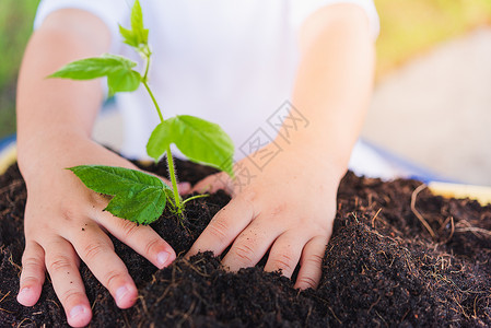 带小黄帽小孩世界环境日概念亚洲可爱的小快乐男孩手在绿花园背景的黑土上种植小树背景