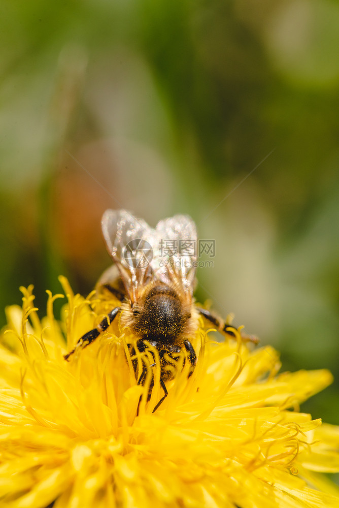 蜜蜂被黄色花粉覆盖从dandelion花朵中收集蜜对环境生态可持续很重要复制空间图片