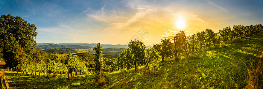奥地利葡萄园风景图片