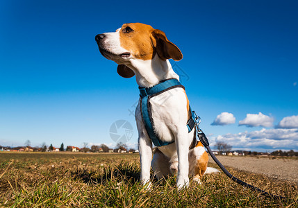 玉米狗草Beagle狗在农村公路上Sunny白天的风景模仿空间与狗一起散步Beagle狗在农村公路上Sunny白天的风景模仿空间背景
