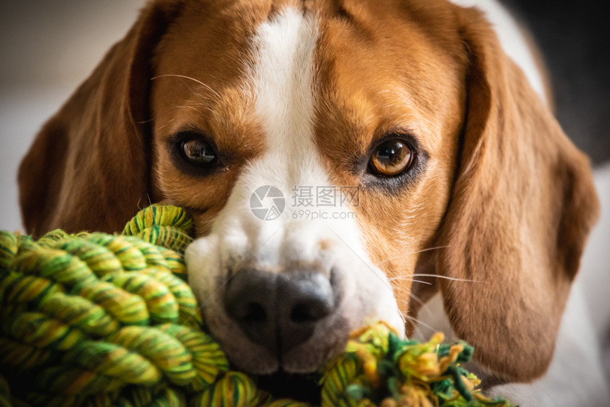 鸟狗咬和嚼在沙发上的绳结玩具看着相机近一点鸟狗咬和嚼绳结玩具上图片
