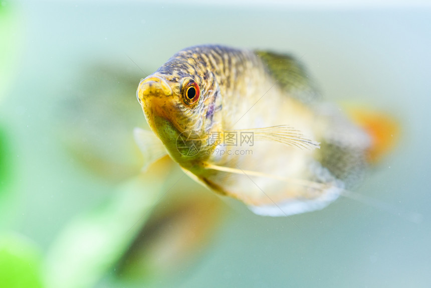 OpalineGouramiTrichopodus热带水族馆鱼缸中的热带水族馆鱼图片