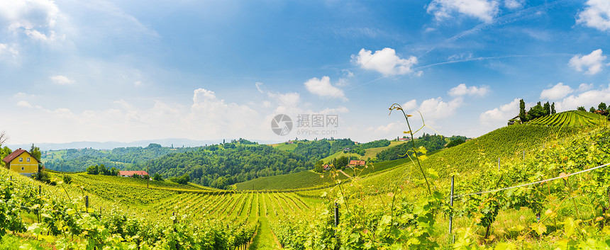 2018年6月日VineyardsLeibnitz地区著名的目葡萄酒街区南部Styria夏季葡萄酒国旅游目的地绿山和葡萄作物图片