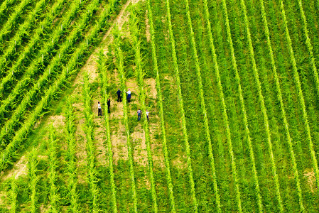 GamlitzSulztalAustria2018年6月3日收获前美丽的葡萄排景实地工作者各行农民奥地利SulztalGamli背景图片