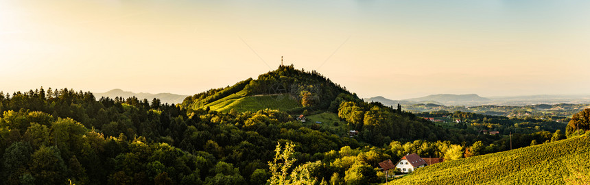 奥地利StyriaSulztal2018年6月日VineyardsLeibnitz地区著名的目葡萄酒街区Styria南部夏季葡萄图片
