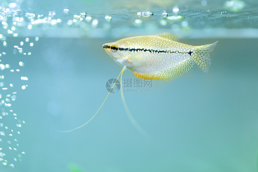 淡水水族馆鱼缸鱼水族馆概念图片