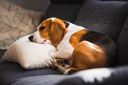 有趣的比格尔狗累了睡在沙发上的枕头家具的宠物警犬自然光背景有趣的比格尔狗累了睡在沙发上的枕头家具的宠物概念背景图片
