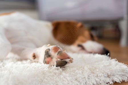 累成狗了Beagle狗在地板上睡觉累养着他们的背景狗在地板上睡觉累背景