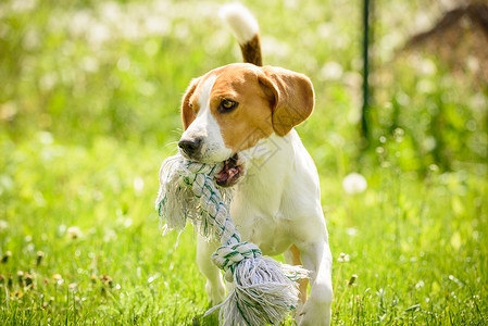 小比格尔狗在阳光明媚的夏日与宠物玩具在绿色花园中跑来去比格尔狗来去玩背景图片