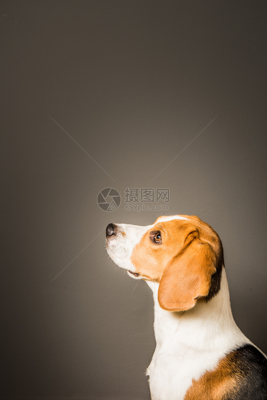 Beagle狗的配置文件坐在灰色背景和等待的中图片