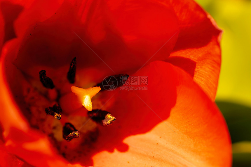 红色花朵紧贴选择焦点背景图片