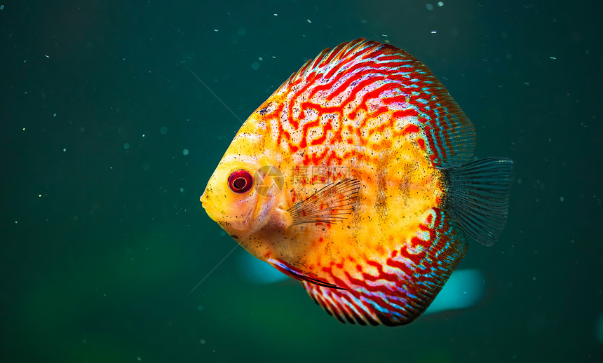 在水族馆的鱼群中有色人种的鱼群关闭有选择的焦点图片