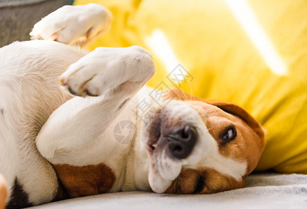 累成狗了Beagle狗在沙发上睡得很累在家里的狗概念比格尔在沙发上睡得很累背景