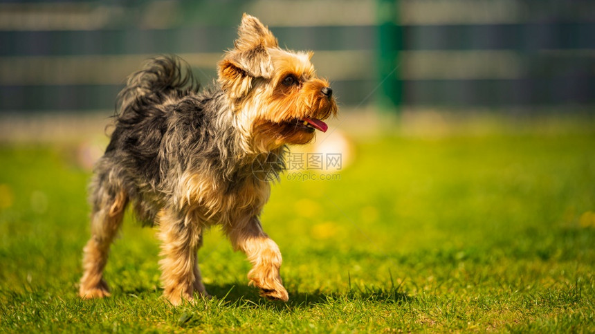 阳光明媚的白天背景草地上可爱的约克郡狗阳光明媚的白天可爱约克郡狗在草地上可爱的约克郡狗图片