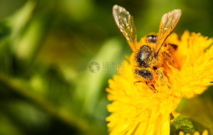 蜂蜜覆盖在花粉中春天从花朵中收集蜜用于设计或网络横幅的有用照片蜜蜂在春季从花朵中收集蜜图片