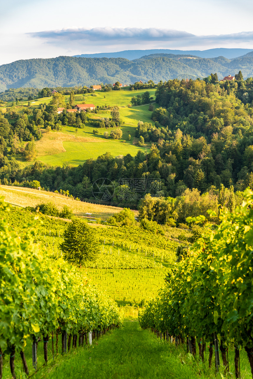 南施蒂里亚葡萄园景观奥地利加姆茨附近的苏尔兹塔夏季在葡萄酒街苏尔兹塔温斯特拉看葡萄山旅游目的地点夏季在奥利施蒂里亚苏尔兹塔温斯特图片