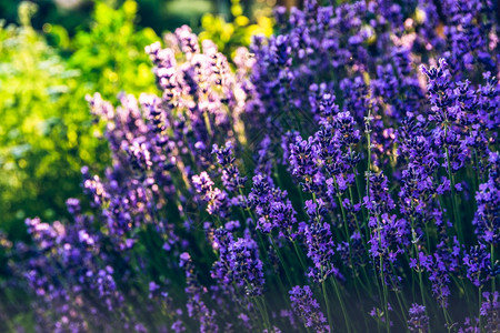 紫色花朵彩背景温暖阳光明媚的风景图片