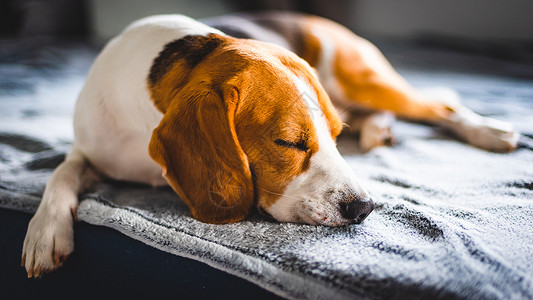 夏季热浪期间睡在沙发上的比格尔狗睡在沙发上太阳射线从窗口出复制空间比格尔狗睡在沙发上复制空间背景图片