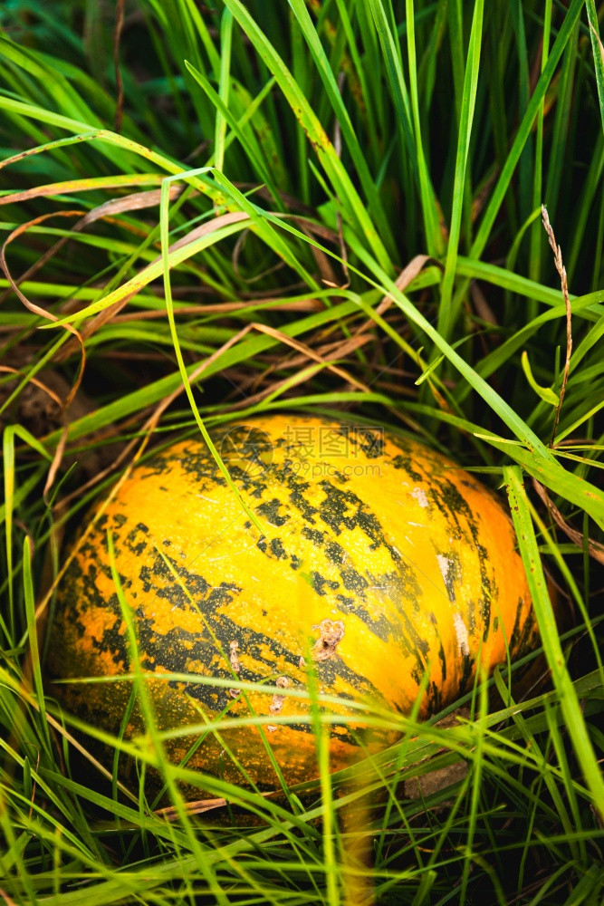 橙南瓜在草地上背景垂直橙南瓜在草地上图片