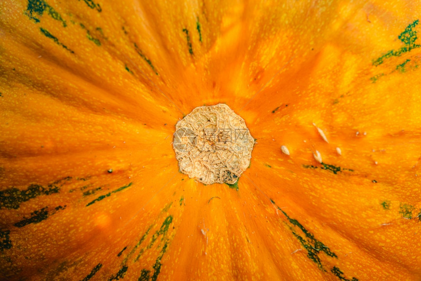 橙南瓜在草场上坐地详细节背景橙南瓜详细节南瓜的质图片