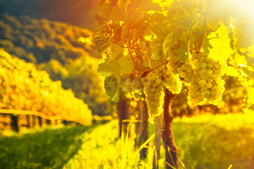 葡萄藤上的绿色葡萄背景明亮背景中的葡萄种植行葡萄藤上的绿色葡萄背景明亮图片