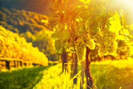 绿色葡萄藤葡萄藤上的绿色葡萄背景明亮背景中的葡萄种植行葡萄藤上的绿色葡萄背景明亮背景