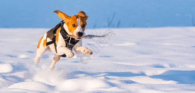 Beagle狗在Sunny冰冷的一天在冬季田里跑步玩耍警犬背景背景图片