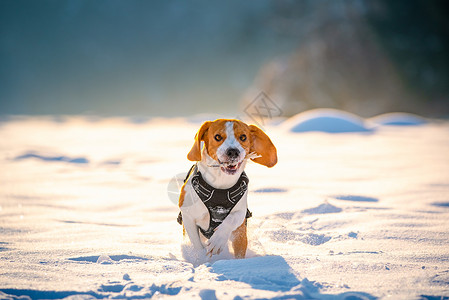 Beagle狗在Sunny冰冷的一天在冬季田里跑步玩耍警犬背景背景图片