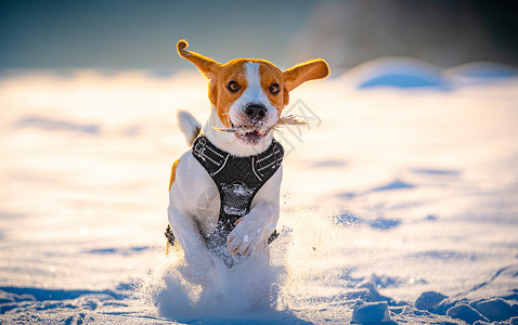 Beagle狗在Sunny冰冷的一天在冬季田里跑步玩耍警犬背景背景图片