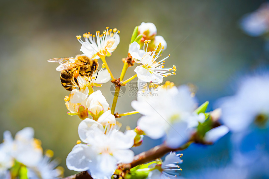 蜜蜂收集花和在白樱树花上传播粉对生态环境可持续具有重要意义复制空间蜜蜂收集花和在白樱树花上传播粉的近照图片