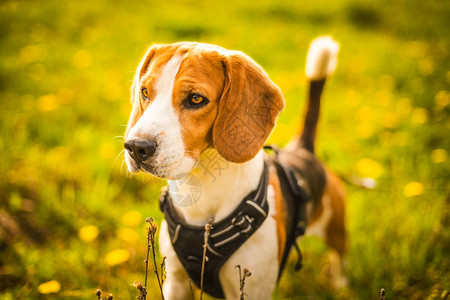 Beagle站在草地上关注着远处的东西图片