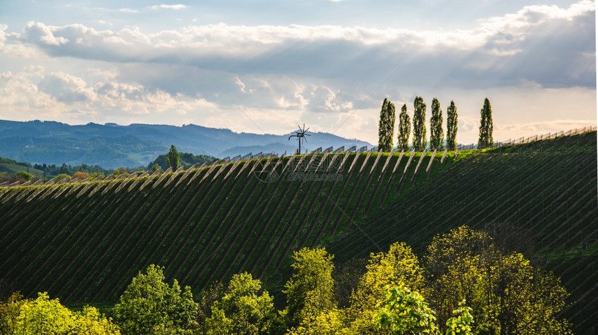 VineyardsSulztal著名的目地葡萄酒街区南Styria春季葡萄酒国旅游目的地绿山和葡萄作物奥地利葡萄酒国南Styri图片