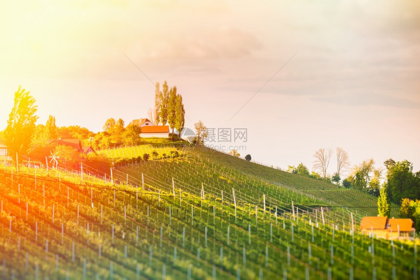 葡萄酒国Styria以南的Styria以南的奥地利葡萄园SulztalLeibnitz地区著名的旅游目地Sunny风景图像编辑版图片