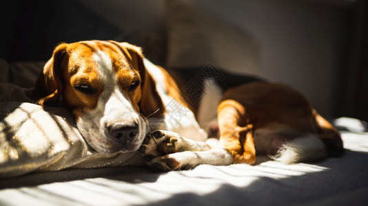 Beagle狗躺在沙发上夏天的热浪中休息太阳光从窗户射进来Beagle狗躺在沙发上夏天的热浪中休息背景图片