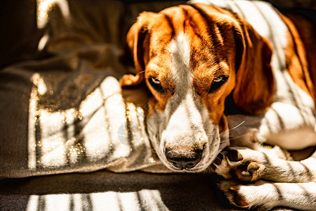 Beagle狗躺在沙发上夏季的热浪中休息太阳光从窗户射进来复制空间背景图片