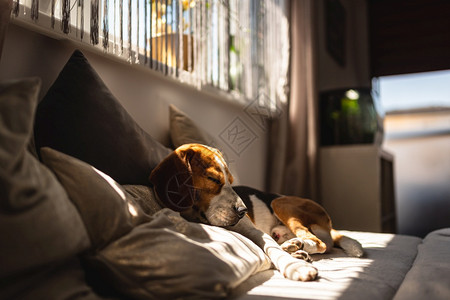 Beagle狗躺在沙发上夏季的热浪中休息太阳光从窗户射进来复制空间背景图片