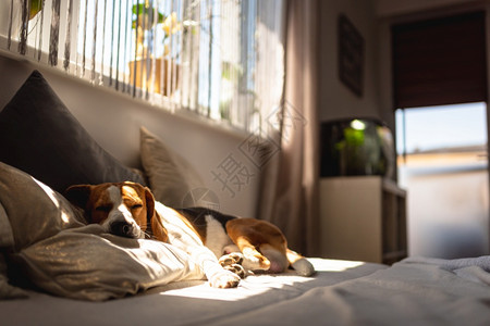 夏季热浪期间睡在沙发上的比格尔狗太阳光从窗户射出复制空间比格尔狗睡在沙发上背景图片