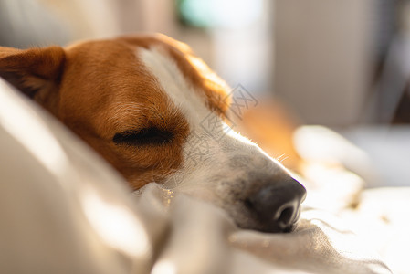 夏季热浪期间睡在沙发上的比格尔狗太阳光从窗户射出复制空间比格尔狗睡在沙发上背景图片