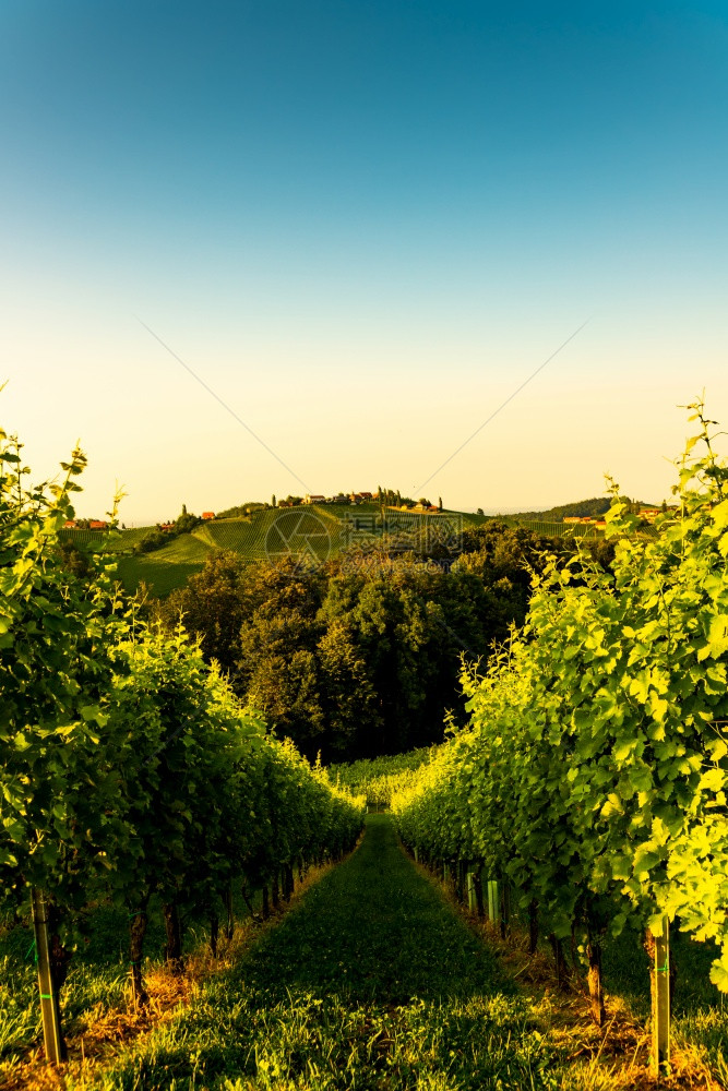 南StyriaVineyards地貌在苏尔兹奥利的南Styria地貌夏季在日落时葡萄园景色中查看旅游目的地垂直照片夏季在日落时南图片
