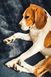 坐在沙发上的小狗有趣姿势家具上的宠物沙发小狗姿势图片