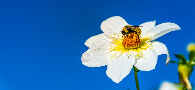 黄蜂被花粉覆盖从白中收集蜜对抗深蓝天空对环境生态可持续很重要复制空间黄花蜜蜂被色粉覆盖对抗深蓝天空背景图片